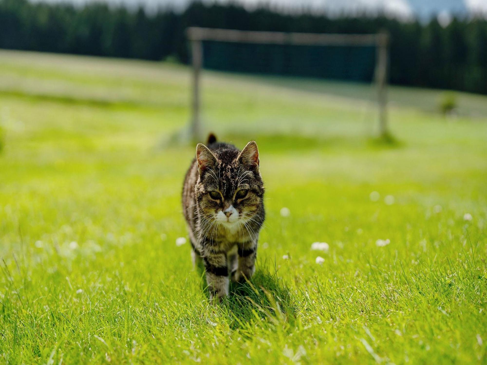 Ferienwohnung Duffner Schonach im Schwarzwald Екстер'єр фото